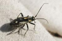 Capsodes sulcatus