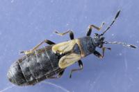 Ischnodemus sabuleti