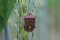 Dolycoris baccarum
