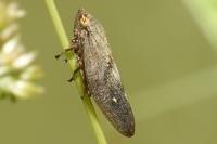 Aphrophora major