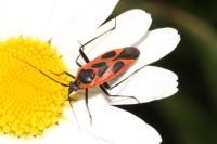 Calocoris nemoralis