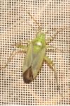 Closterotomus norwegicus