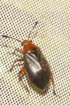 Capsus ater