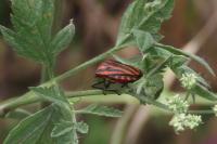 Graphosoma italicum