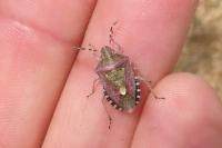 Dolycoris baccarum
