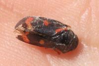 Cercopis intermedia