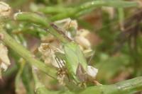 Closterotomus norwegicus