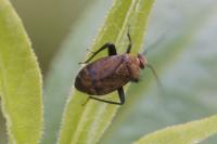 Polymerus nigrita