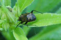 Polymerus nigrita