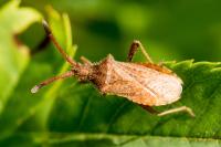 Coriomeris denticulatus