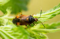 Deraeocoris ruber