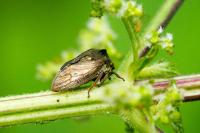 Centrotus cornutus