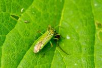 Mermitelocerus schmidtii