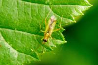 Campyloneura virgula