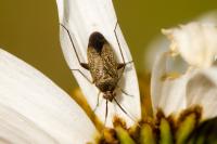 Lepidargyrus ancorifer