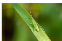 Megaloceroea recticornis