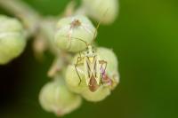 Stenotus binotatus