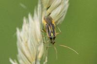 Stenotus binotatus