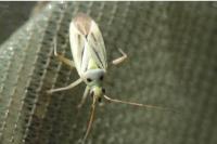 Stenotus binotatus