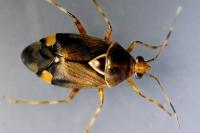 Deraeocoris flavilinea