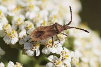 Coriomeris denticulatus