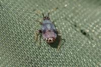 Deraeocoris ruber