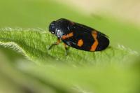 Cercopis intermedia