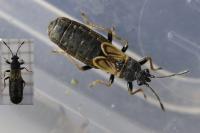 Ischnodemus sabuleti