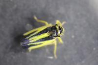 Evacanthus interruptus