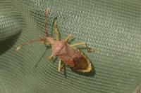 Gonocerus acuteangulatus