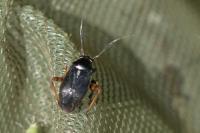 Capsus ater