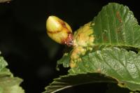Tetraneura ulmi
