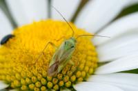 Closterotomus norwegicus