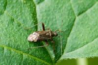 Closterotomus fulvomaculatus