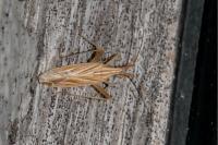 Miridius quadrivirgatus