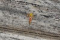 Zygina flammigera