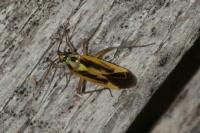 Stenotus binotatus