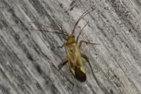 Adelphocoris lineolatus