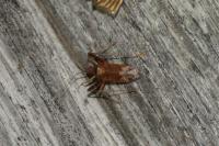 Phytocoris