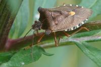 Pentatoma rufipes
