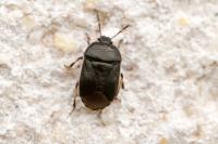 Adomerus maculipes