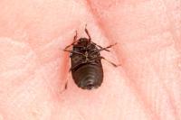 Adomerus maculipes