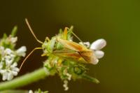 Closterotomus norwegicus