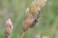 Coriomeris denticulatus