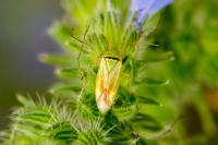 Closterotomus norwegicus