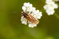 Horistus orientalis