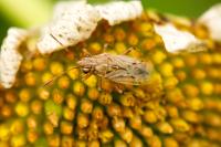 Nysius