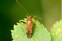 Phytocoris