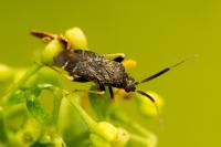 Criocoris crassicornis