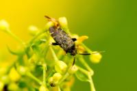 Criocoris crassicornis